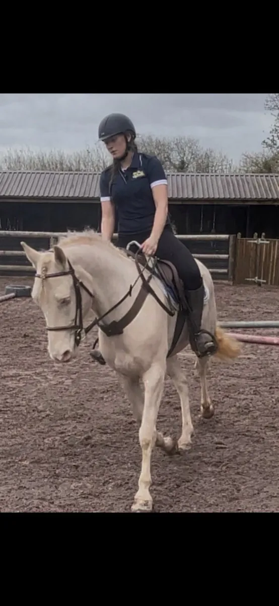 Horse - Image 2