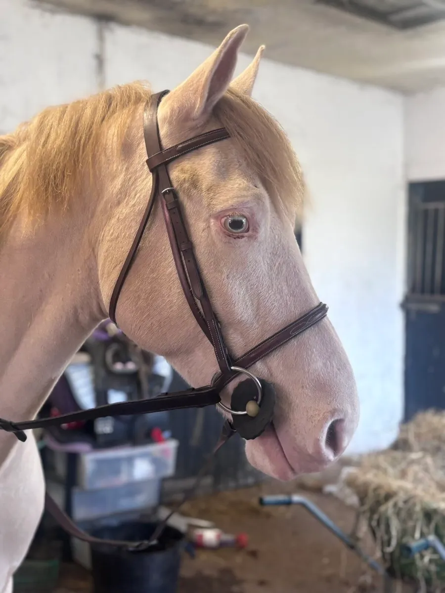 Horse - Image 4