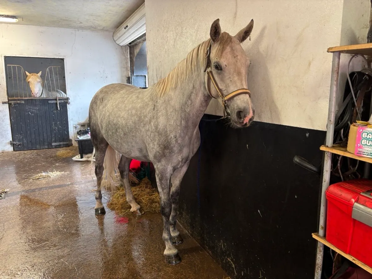 Horse - Image 1