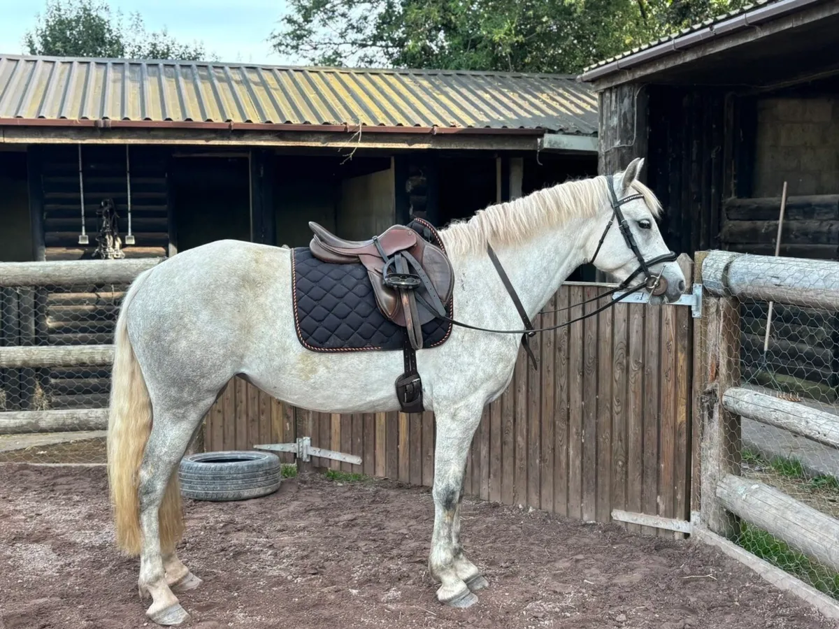Horse - Image 3