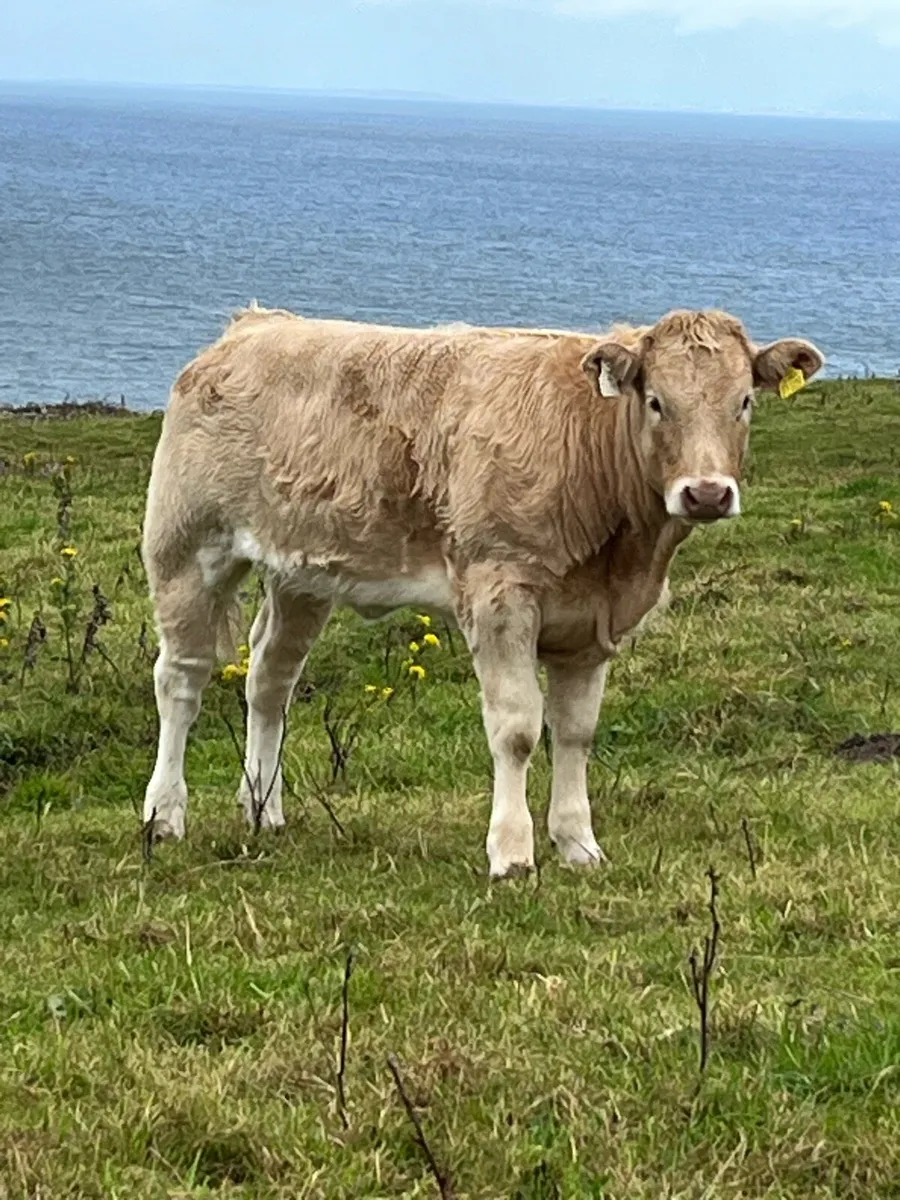Weanling heifers - Image 2