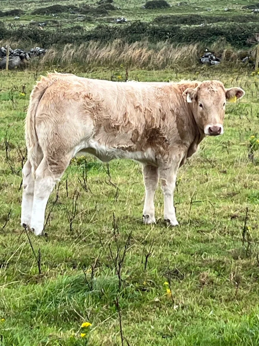 Weanling heifers - Image 3