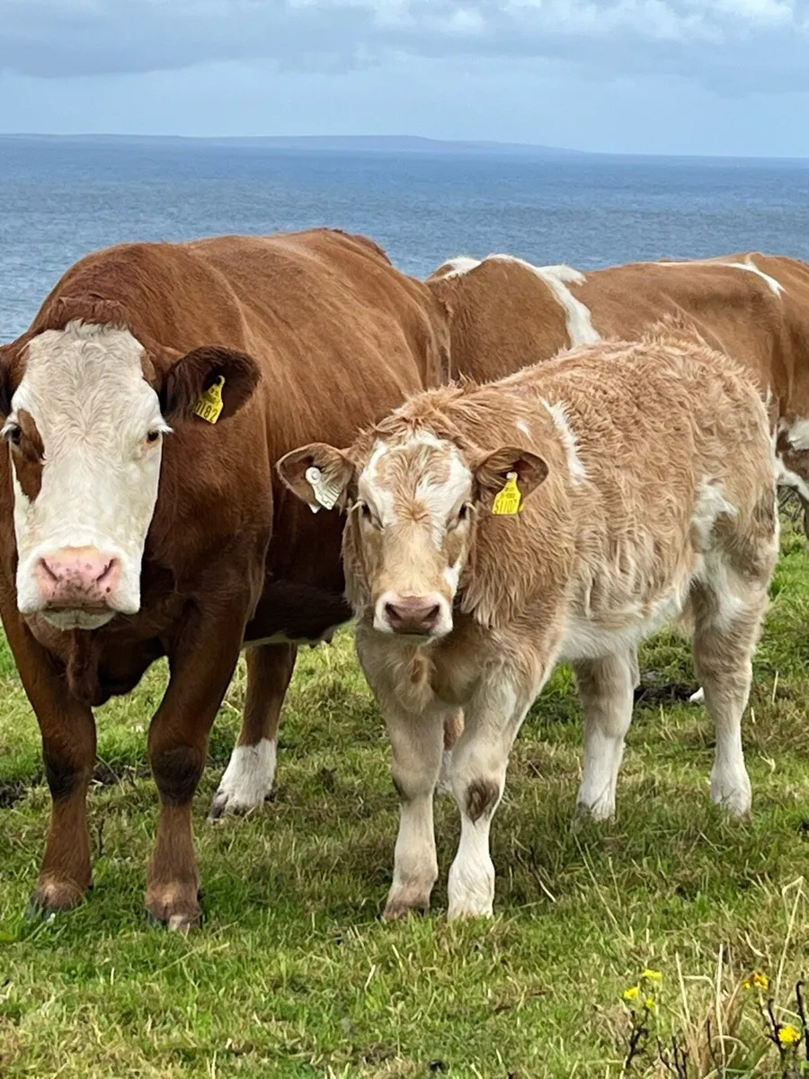 Weanling heifers - Image 4
