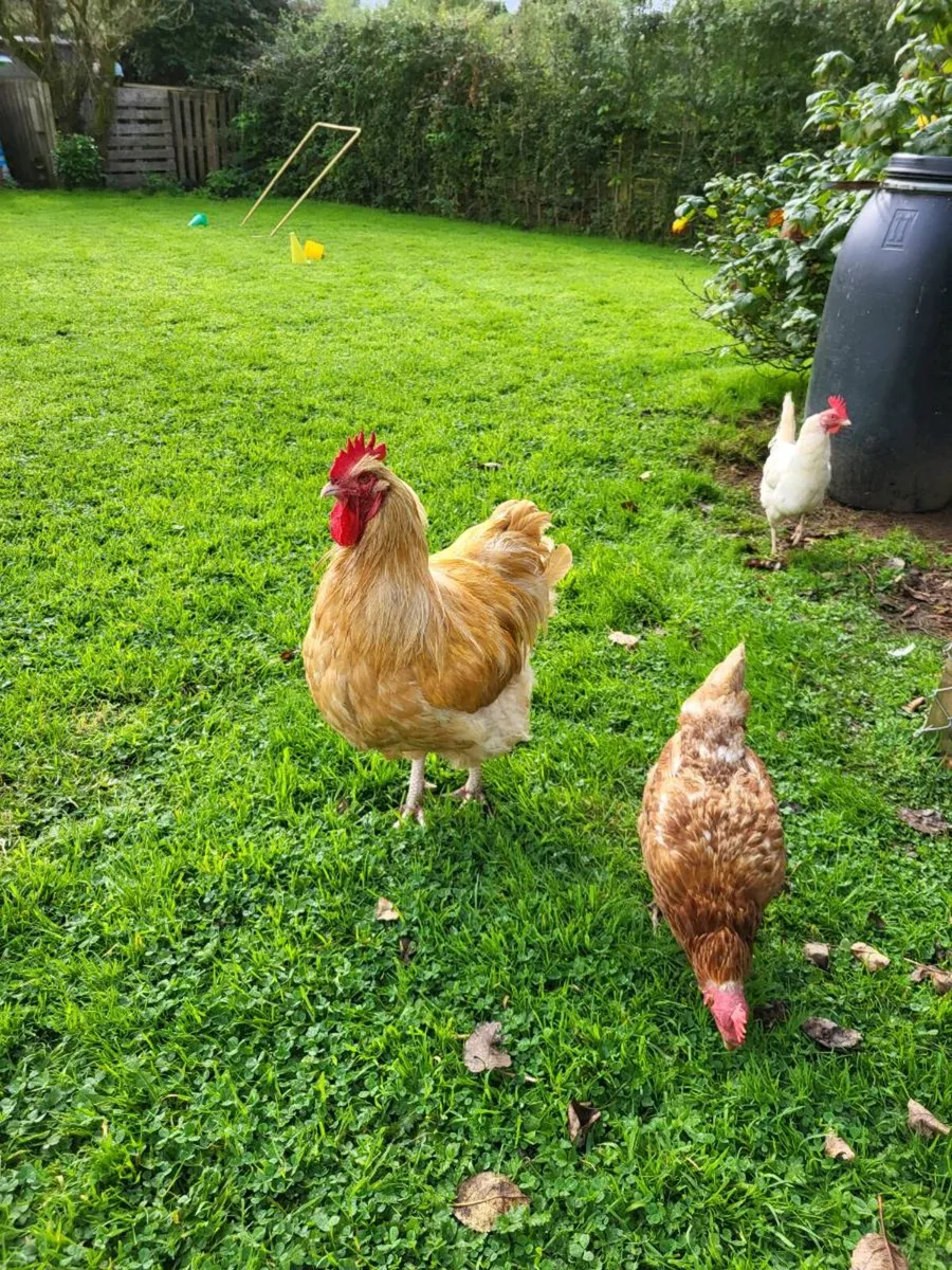 Rooster - Image 1