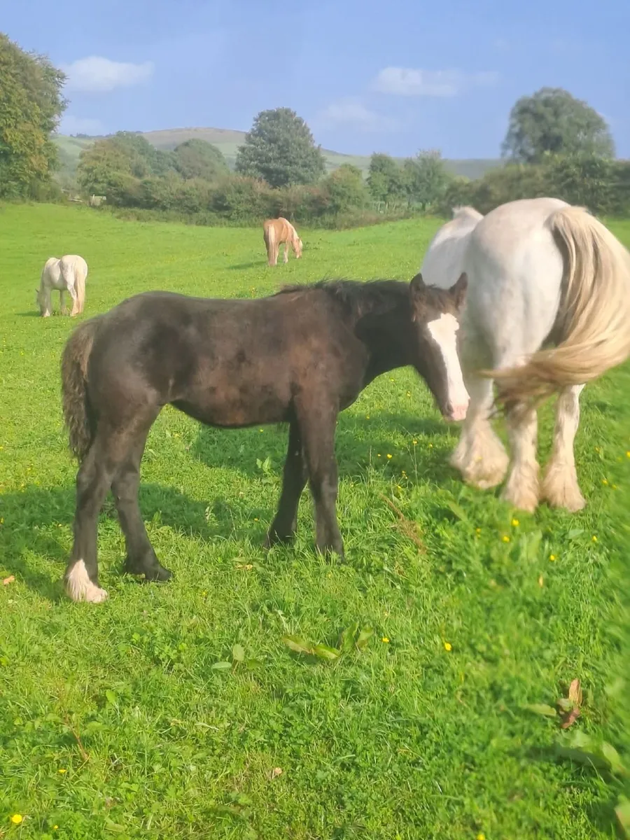 Cob Foals - Image 4