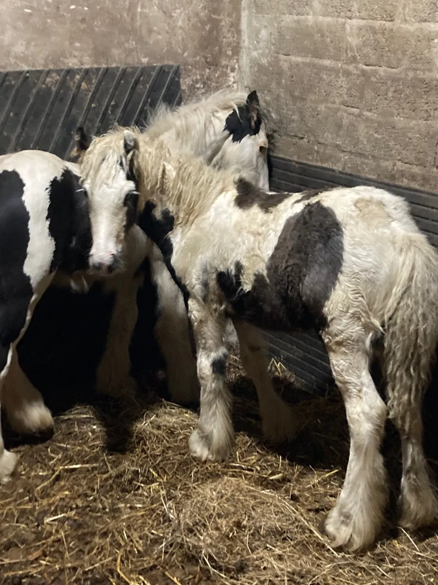 Colt foals - Image 1