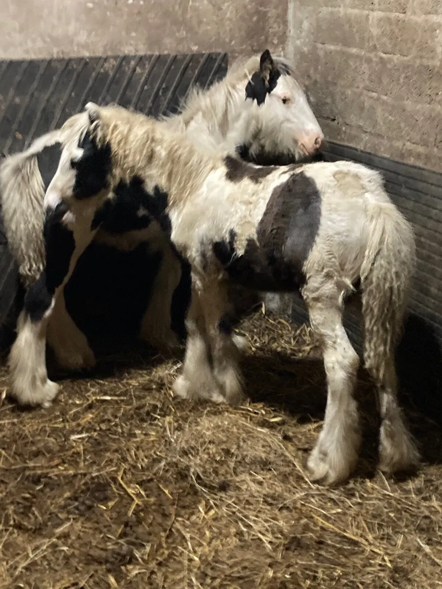 Colt foals - Image 2