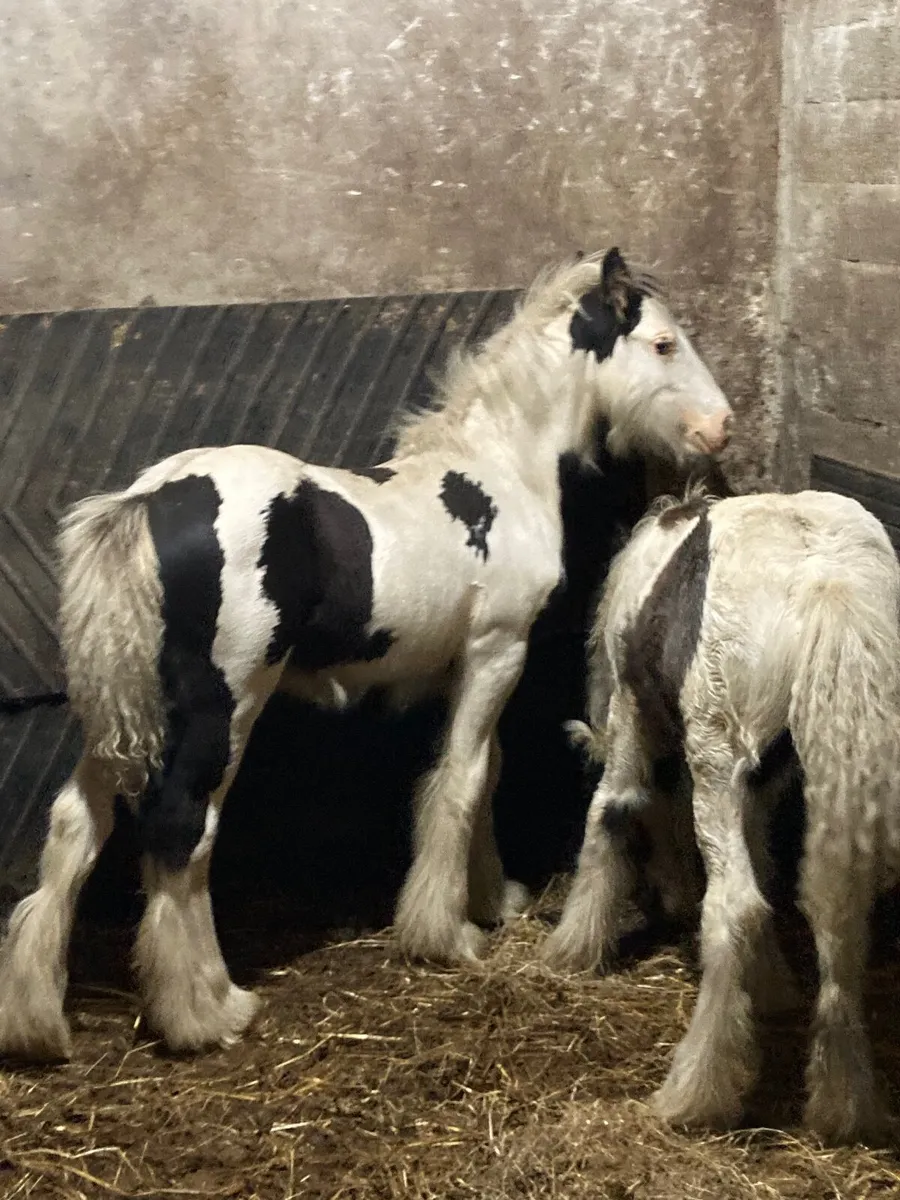 Colt foals - Image 3