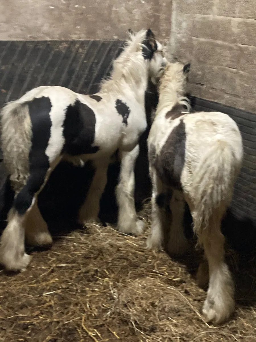 Colt foals - Image 4