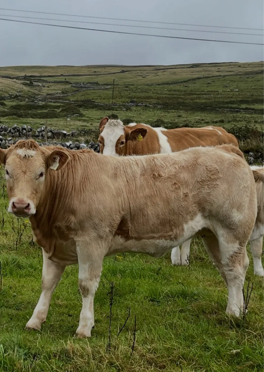 Weanling heifers - Image 1