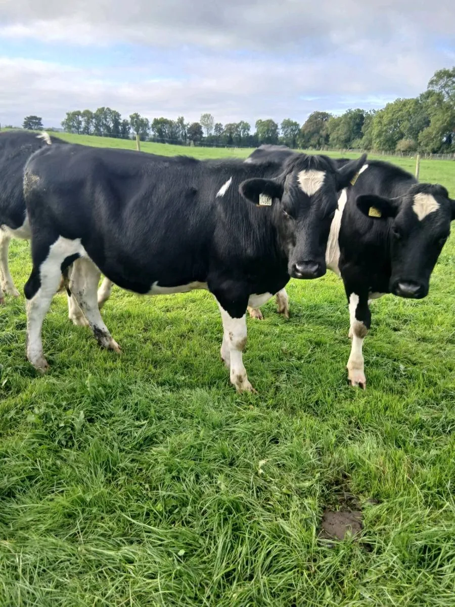 33 18 mt.old 400kg fr bks - Image 1