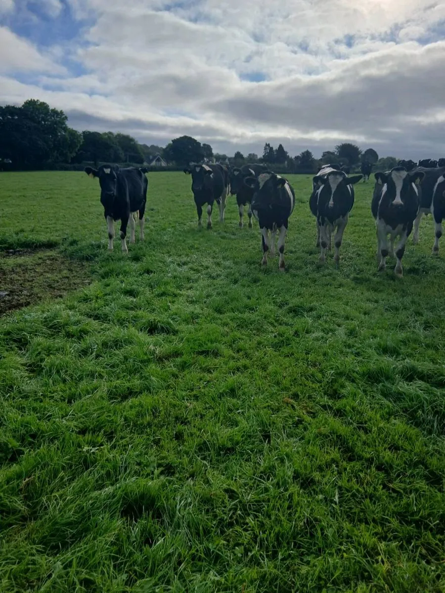 33 18 mt.old 400kg fr bks - Image 4