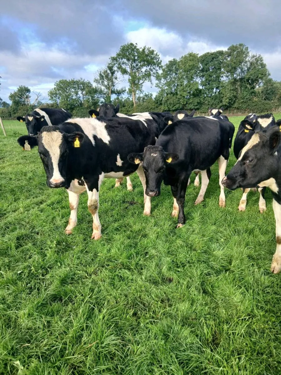 33 18 mt.old 400kg fr bks - Image 2