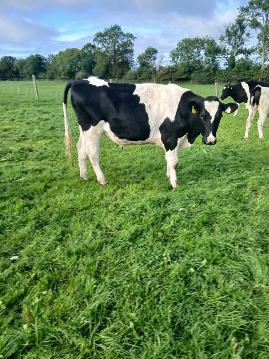 33 18 mt.old 400kg fr bks - Image 3