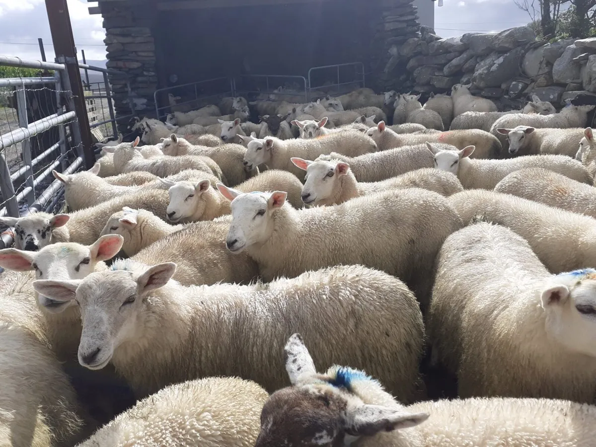 Ewe Lambs - Image 3