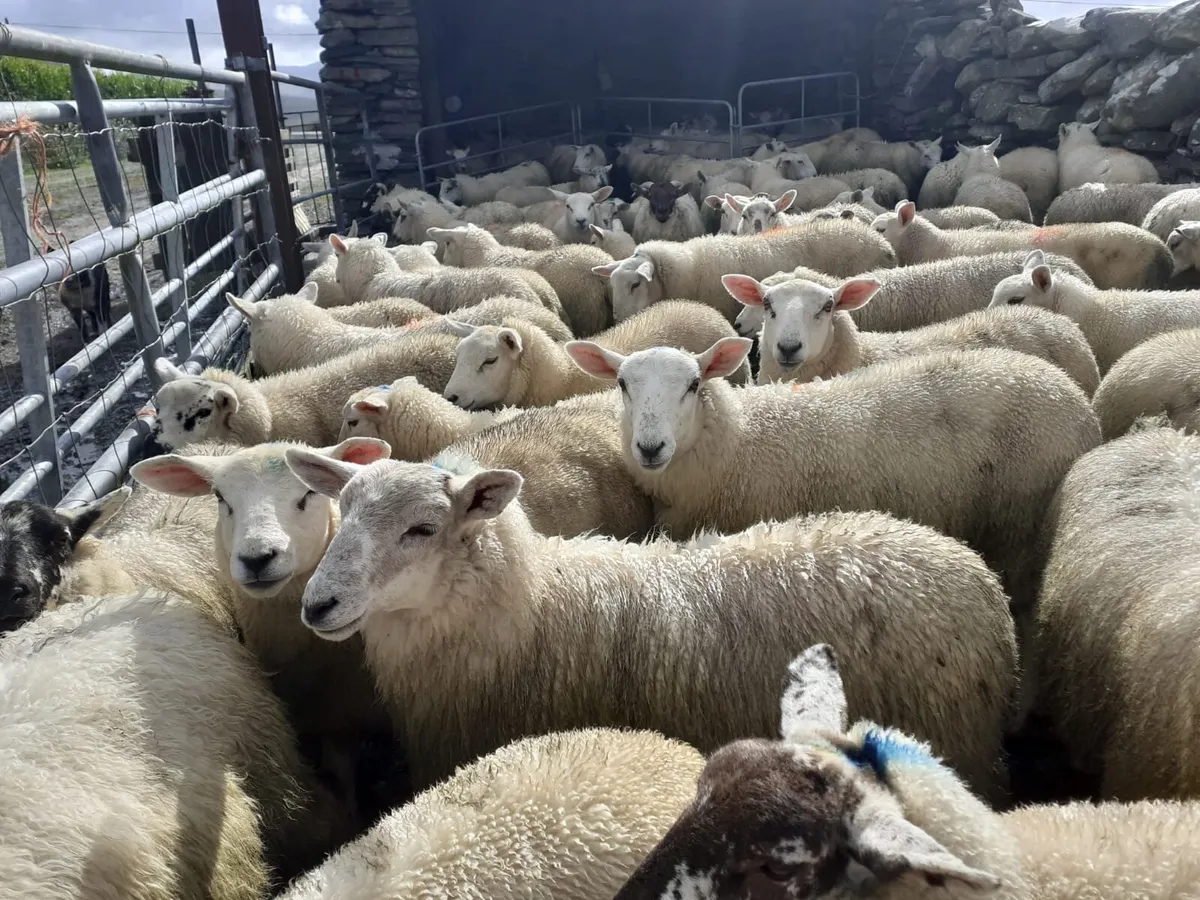 Ewe Lambs - Image 2
