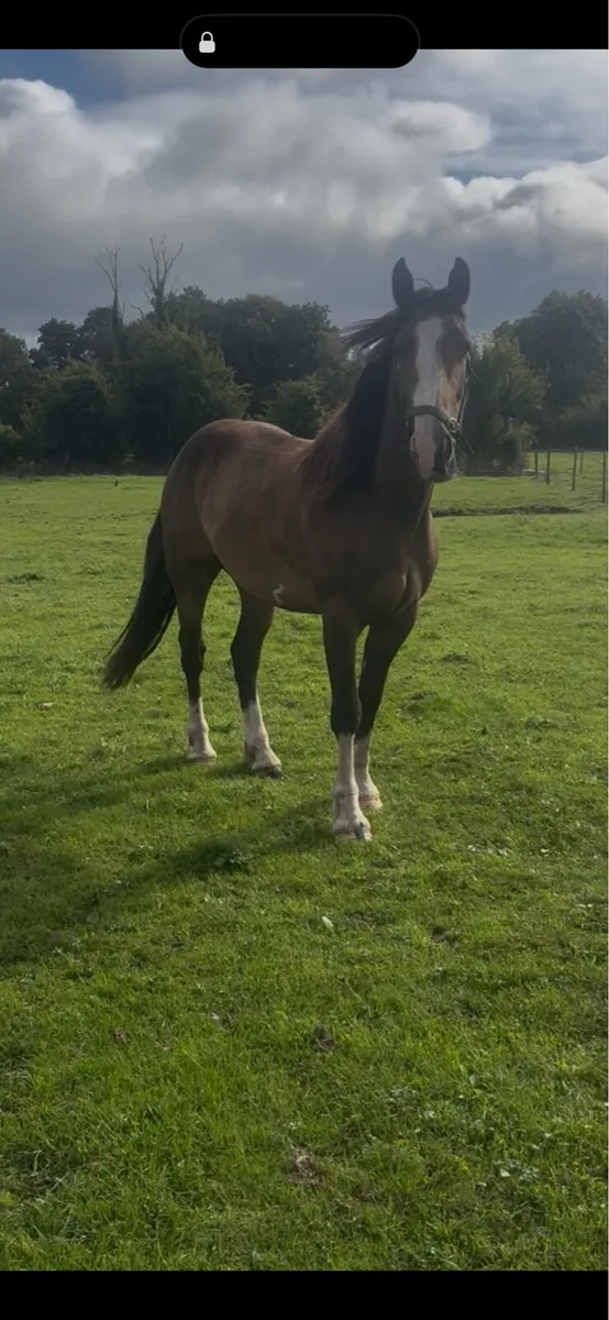 Cob x gelding - Image 3