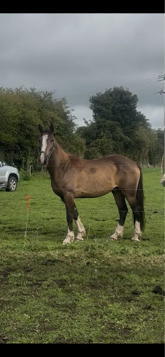 Cob x gelding - Image 1