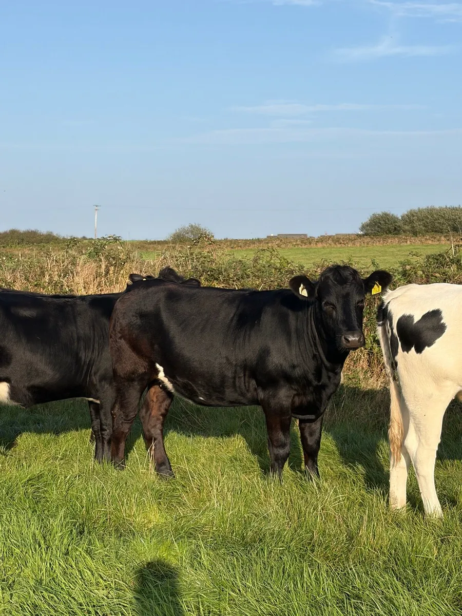 5 X Limousin Heifers High CBV % - Image 2