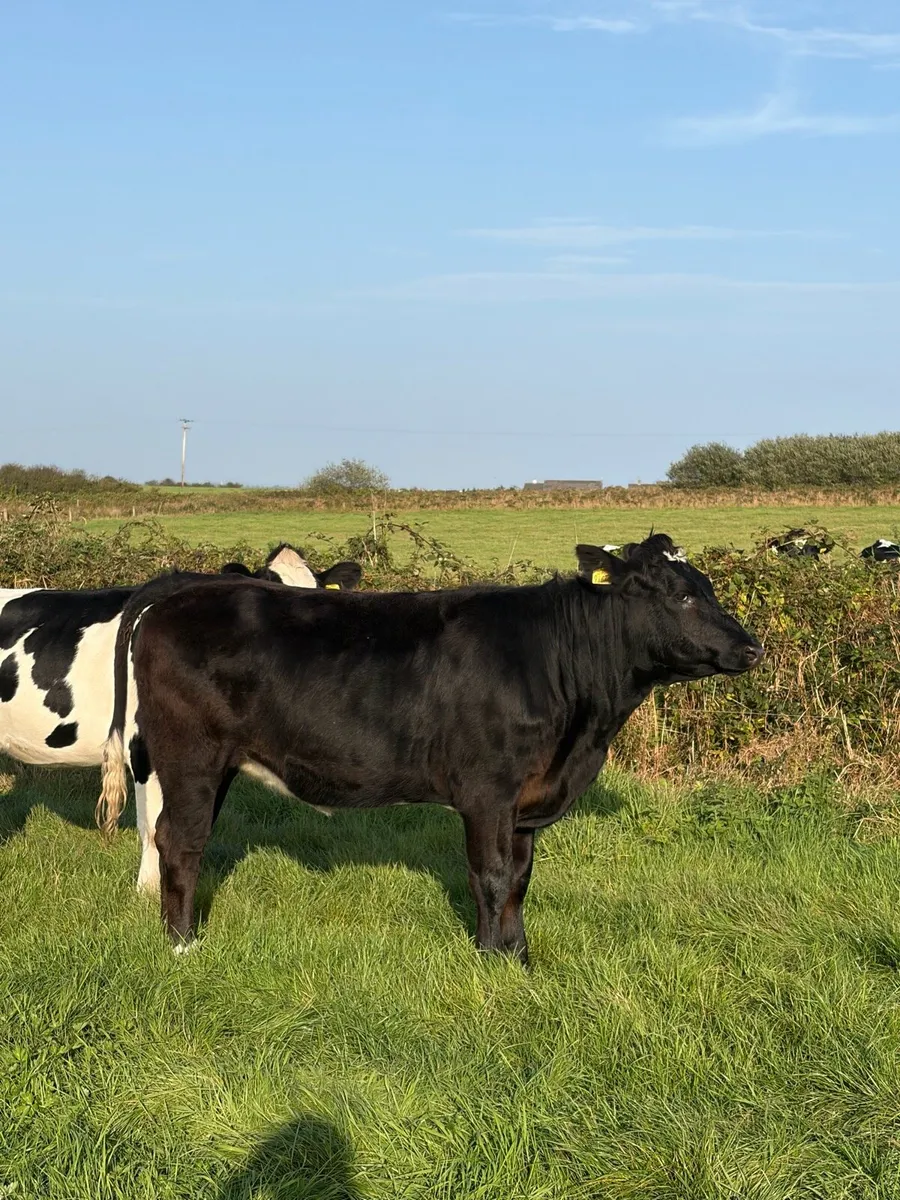 5 X Limousin Heifers High CBV % - Image 3