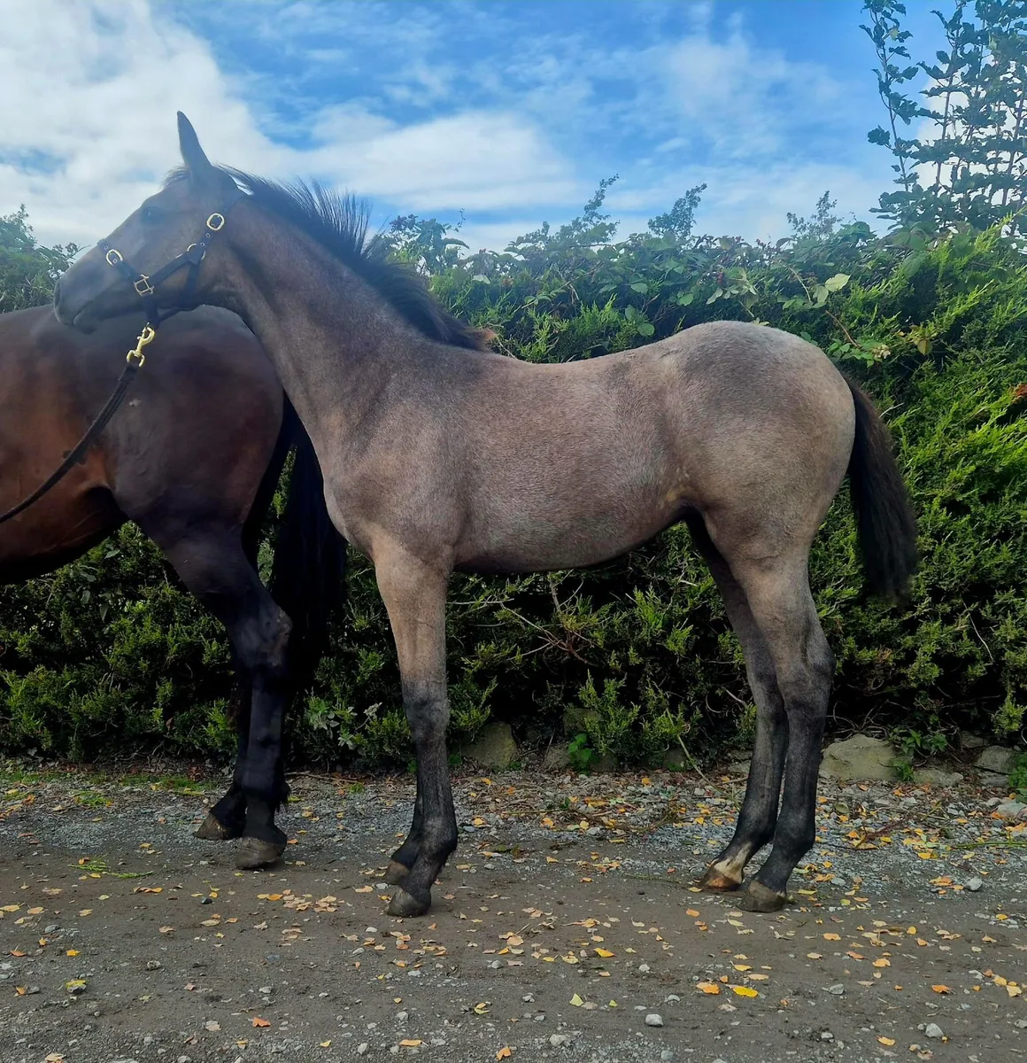 Foal