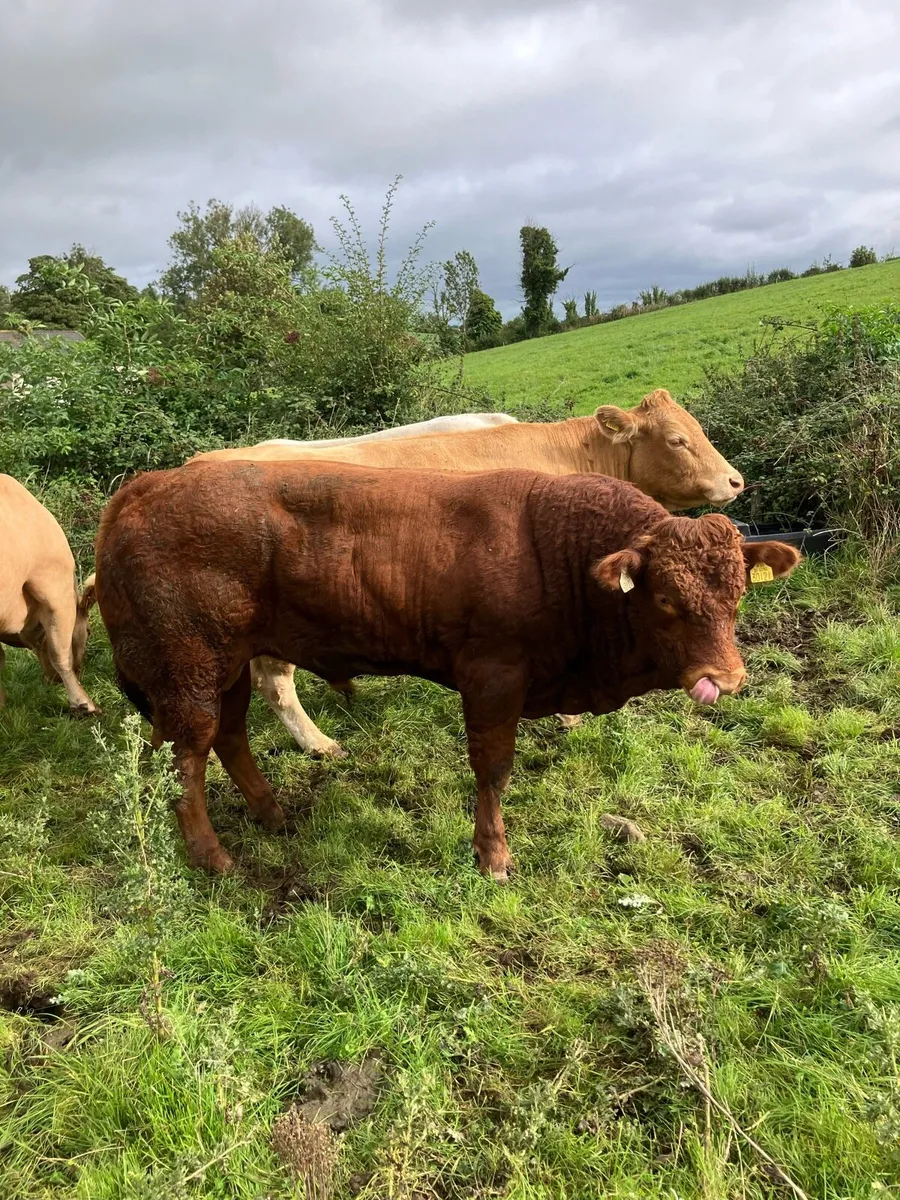Cattle - Image 1
