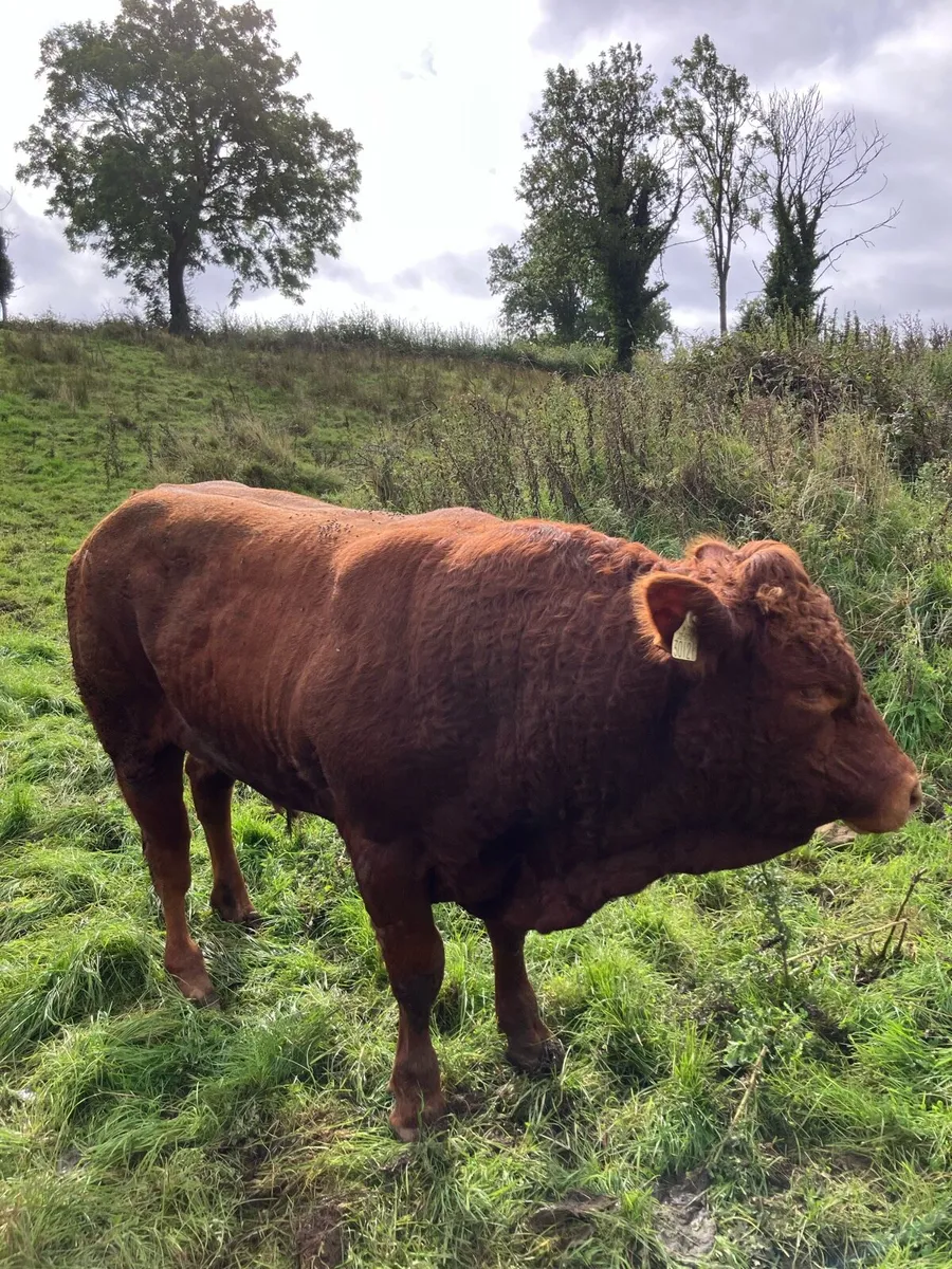 Cattle - Image 2