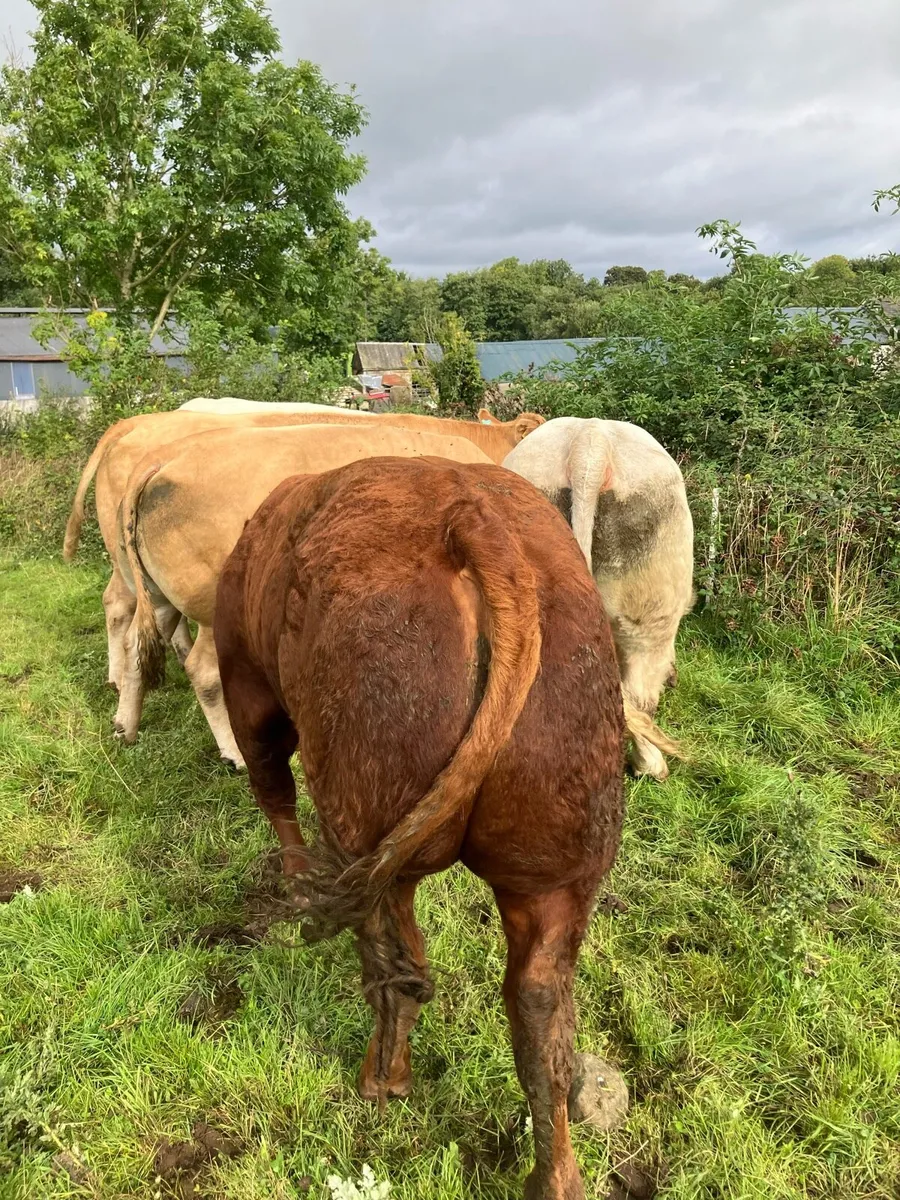Cattle - Image 3