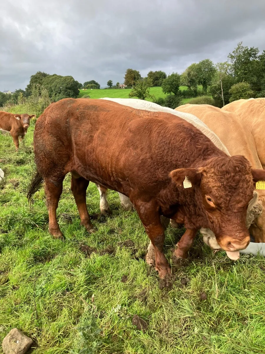 Cattle - Image 4