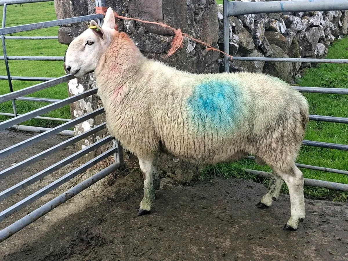 Cheviot Hoggett Ram - Image 3