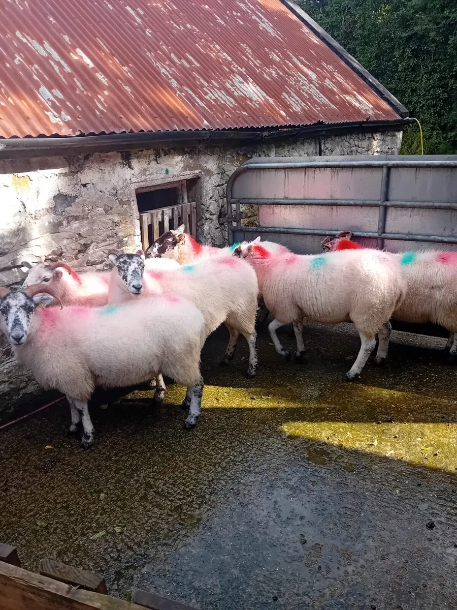 Hogget ewes - Image 2