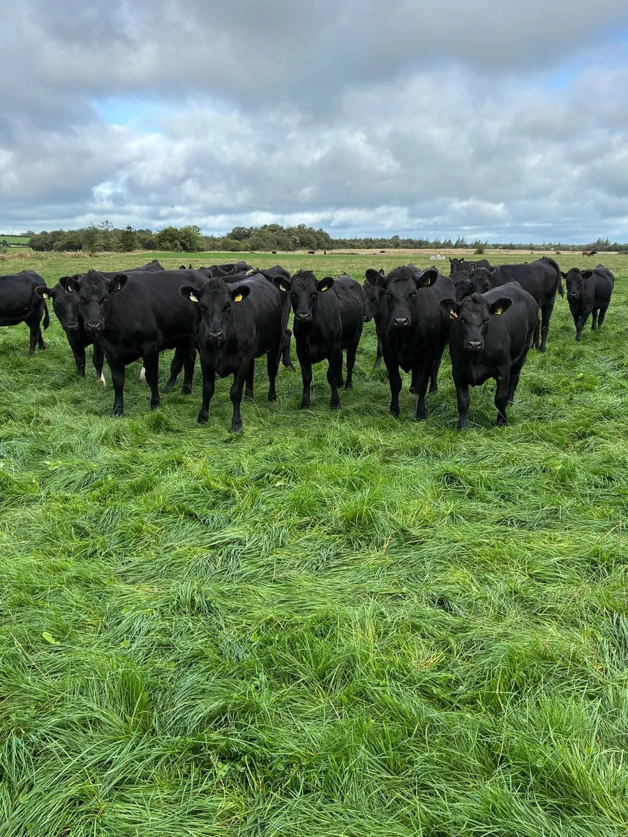 Angus heifers - Image 2