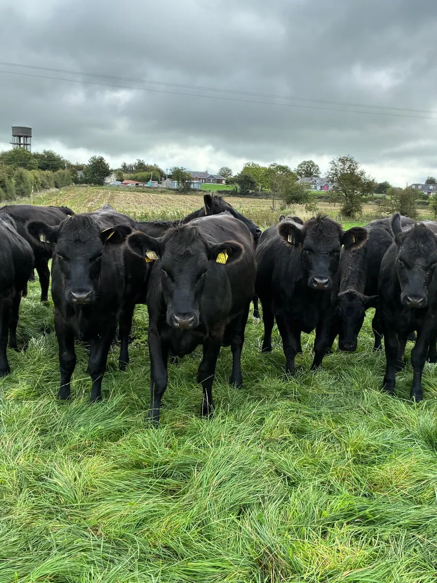 Angus heifers - Image 1