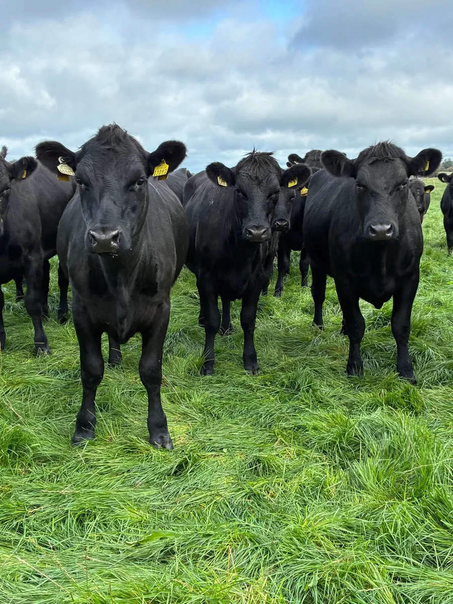 Angus heifers - Image 3