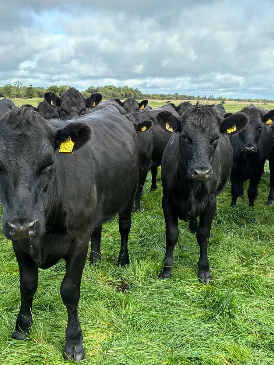 Angus heifers - Image 4