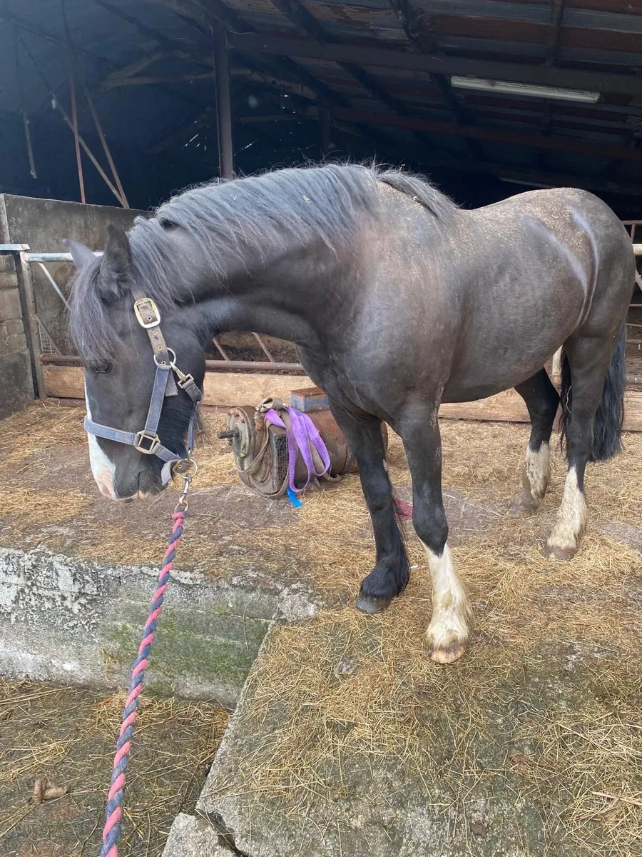 Pony for sale 13,2 - Image 3