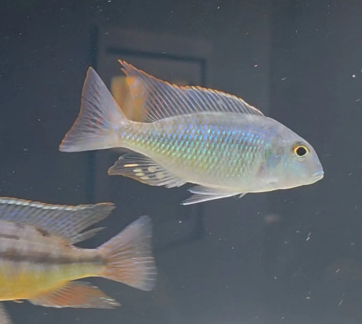 Lethrinops Marginatus Red Fin Matema (F1) - Image 2