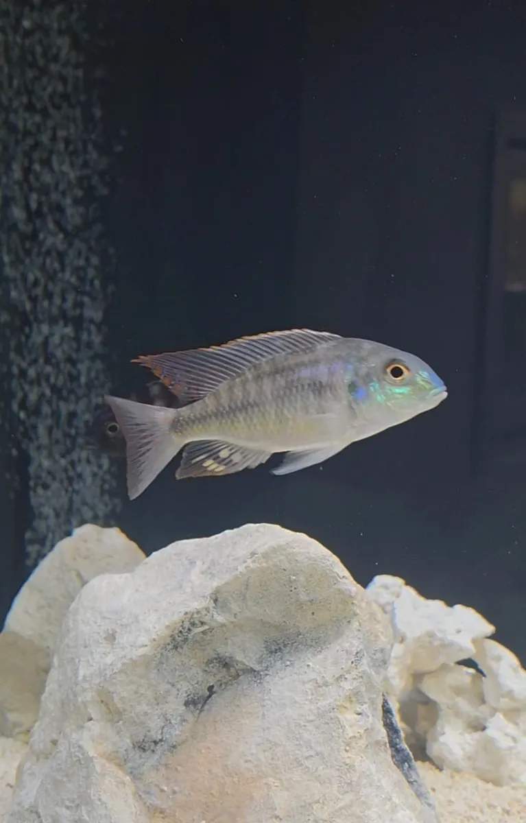 Lethrinops Marginatus Red Fin Matema (F1) - Image 3