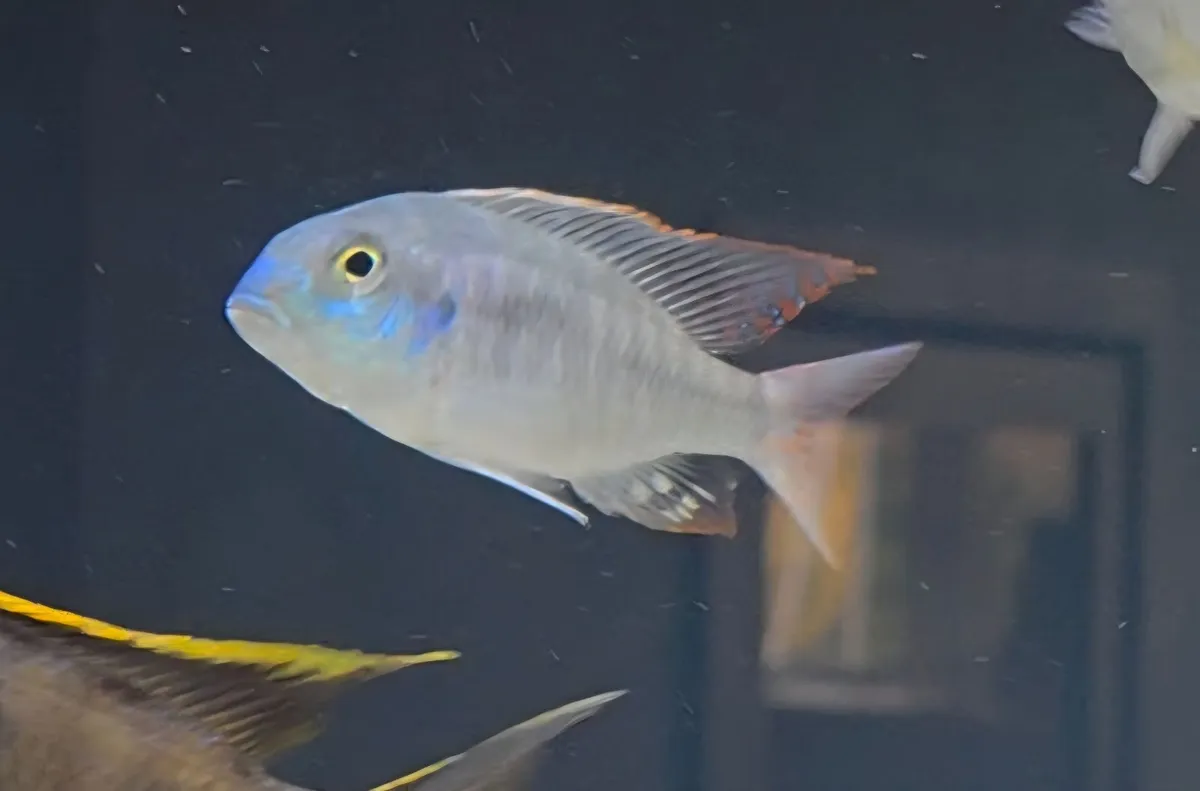 Lethrinops Marginatus Red Fin Matema (F1) - Image 1