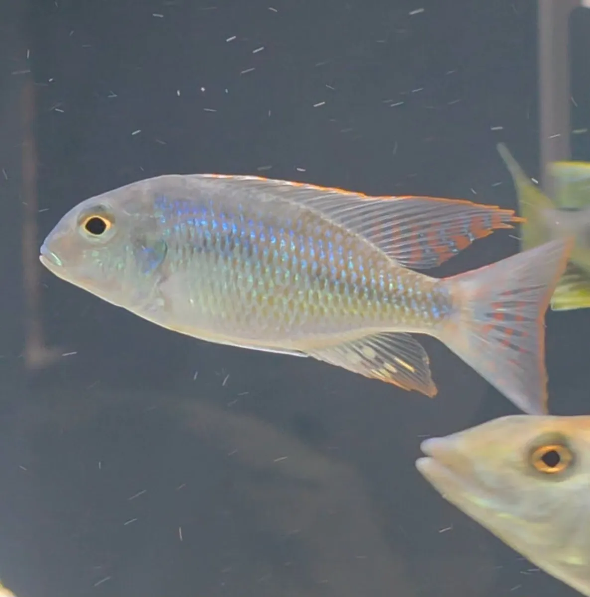 Lethrinops Marginatus Red Fin Matema (F1) - Image 4