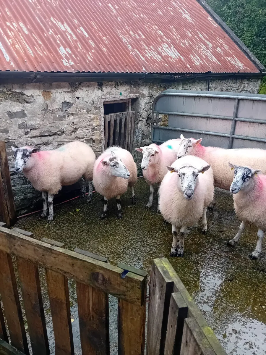 Hogget ewes - Image 3