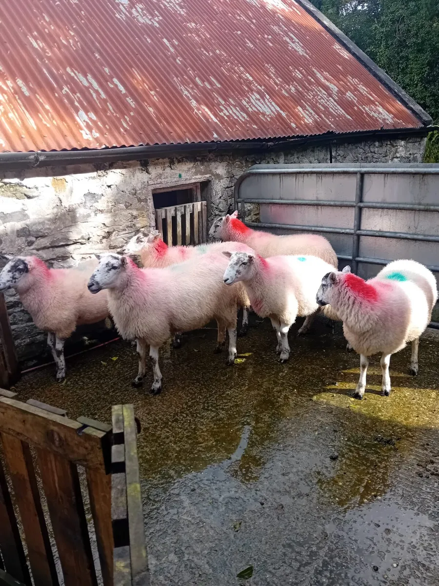 Hogget ewes - Image 4