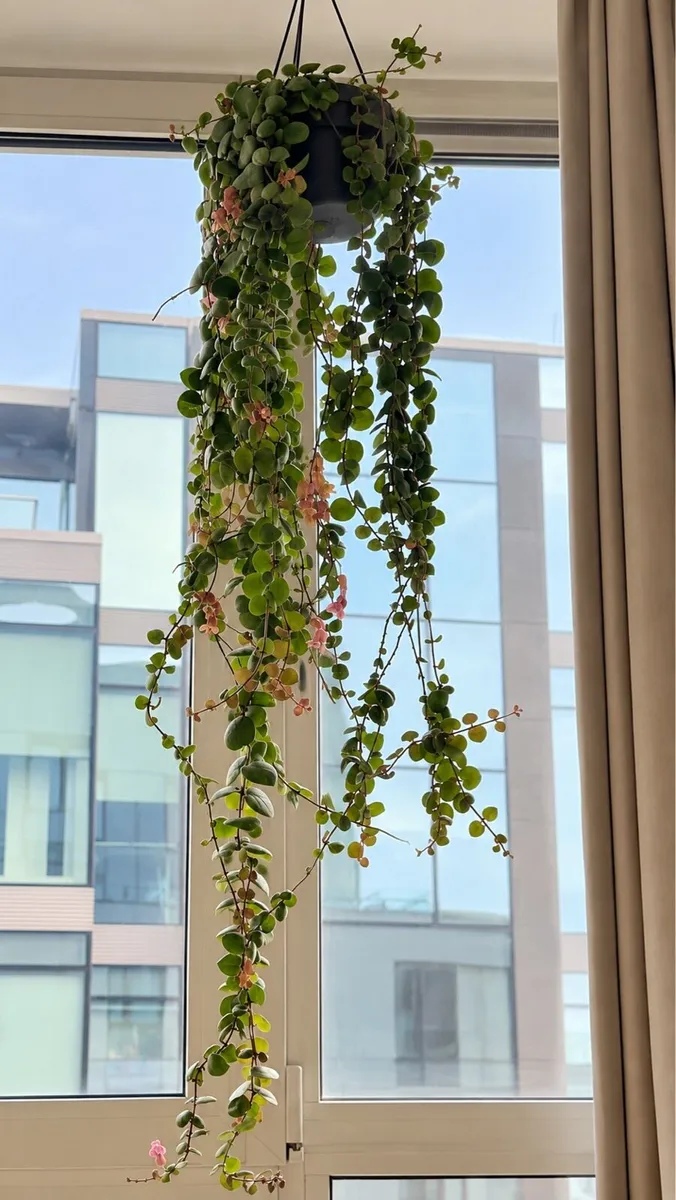 Large lipstick plant