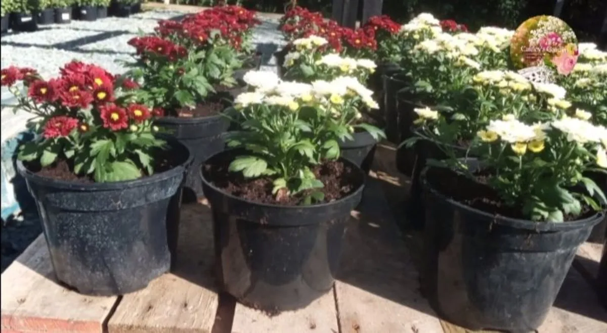 Large 2L Chrysanthemum Mums - 17cm Pots - Louth