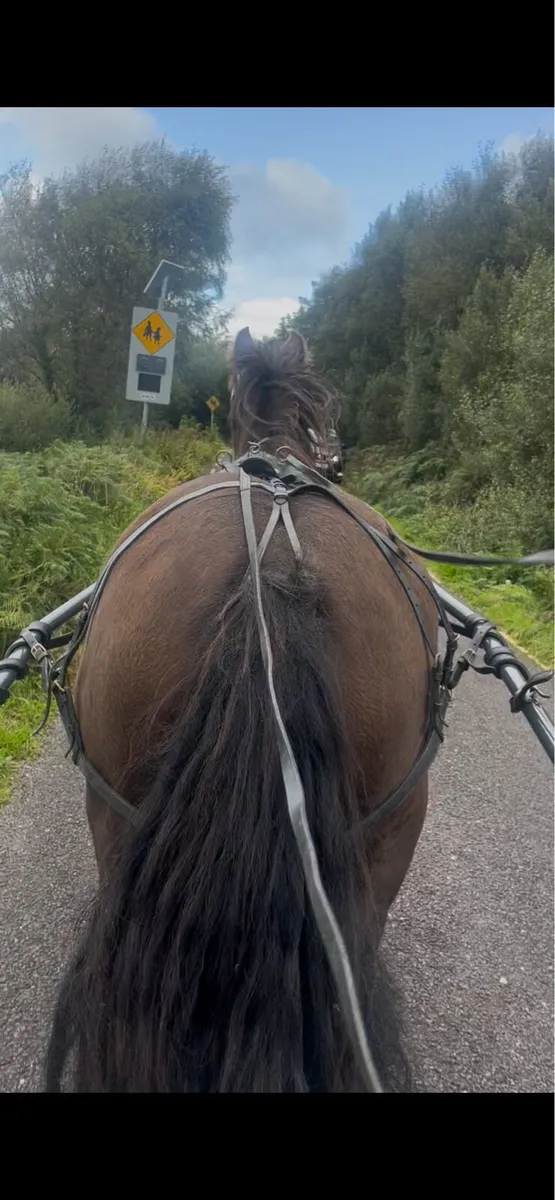 In foal cob mare - Image 4
