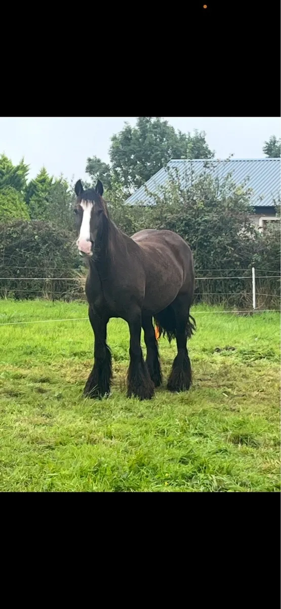 In foal cob mare - Image 1