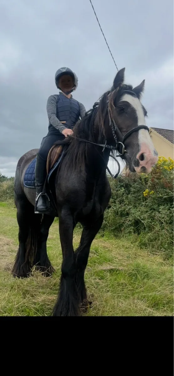 In foal cob mare - Image 2
