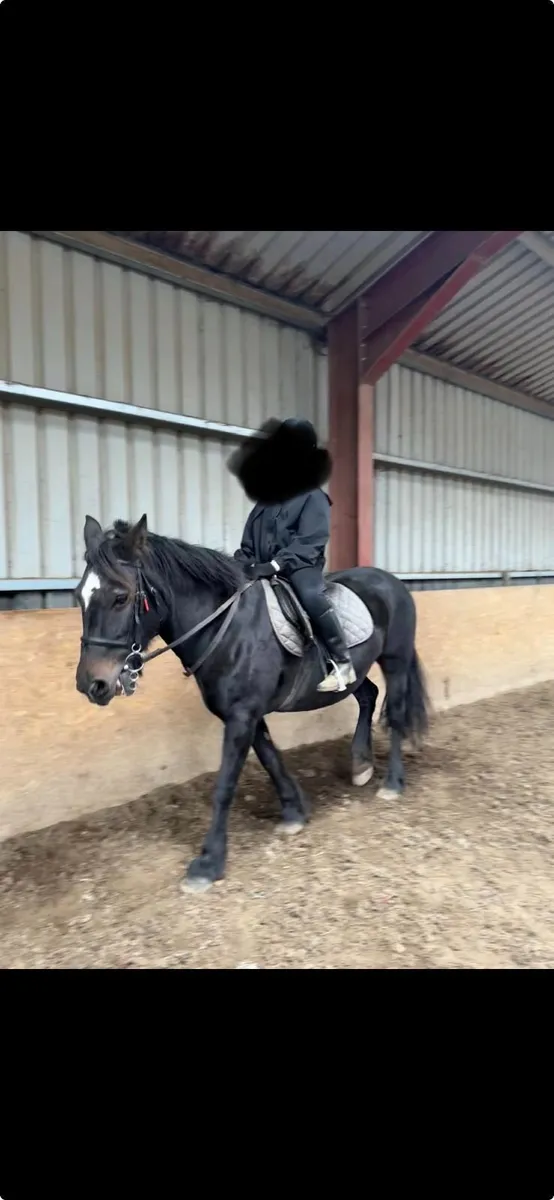 Welsh Cob Pony - Highly sociable - Image 1
