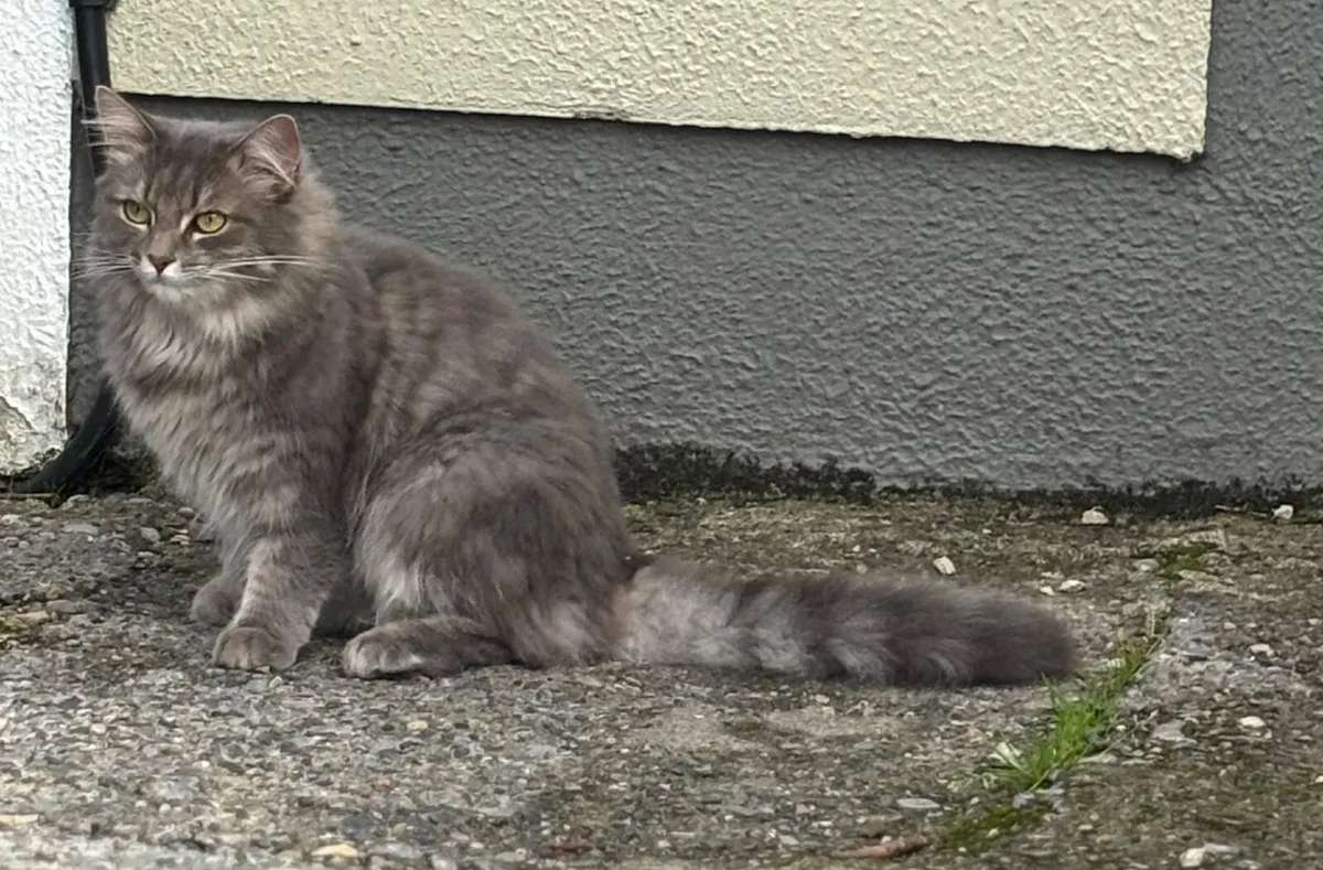 Free Purebred Cat - Image 1