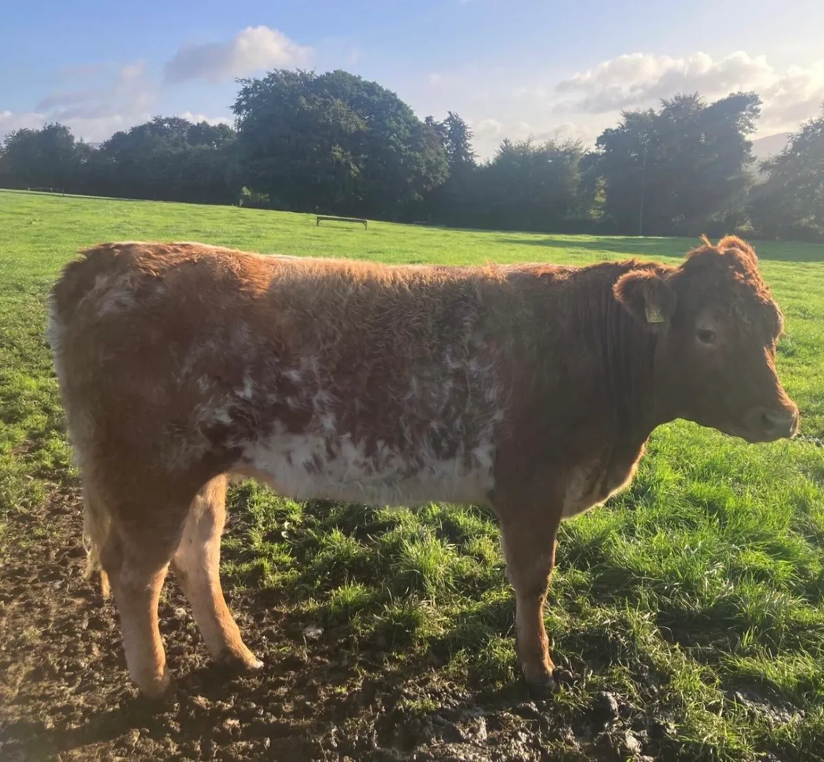 Roan Heifer - Image 1